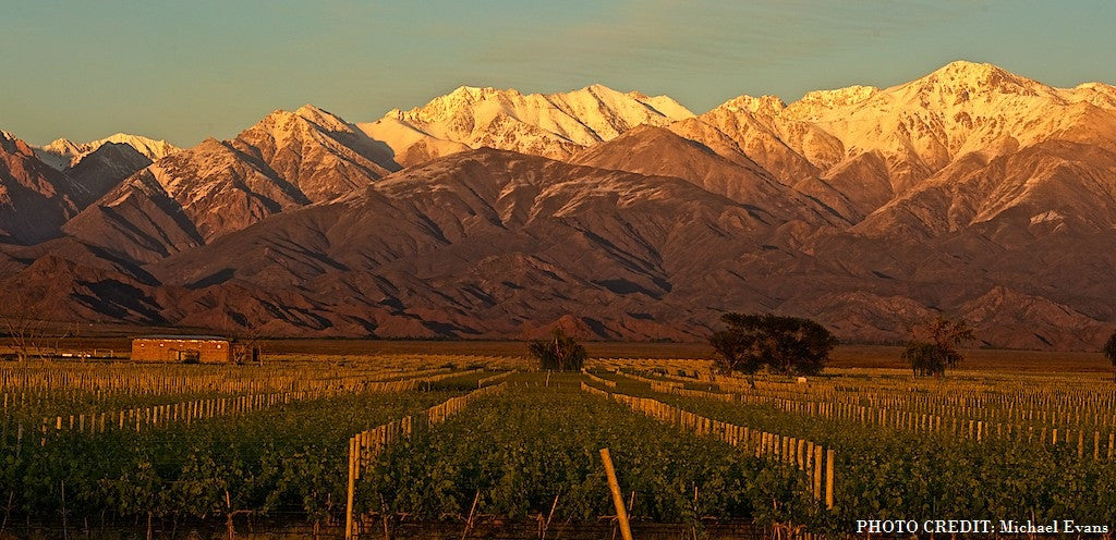 Vineyard with Andes mountains in background